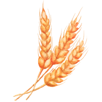 Wheat